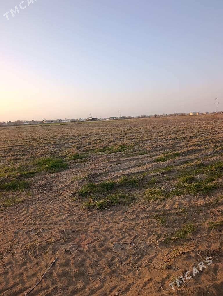 melek yer - Murgap - img 1