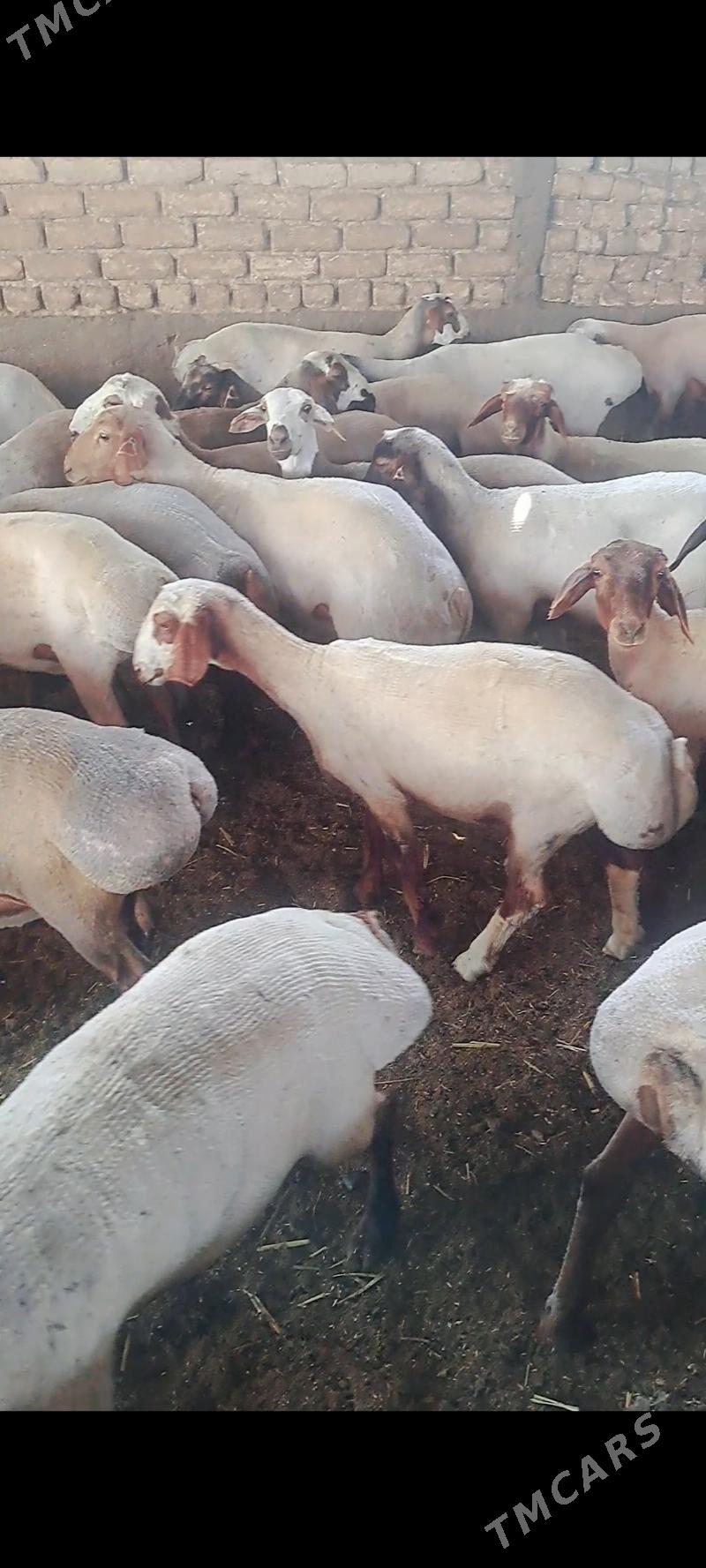 tokly - Garadamak - img 1