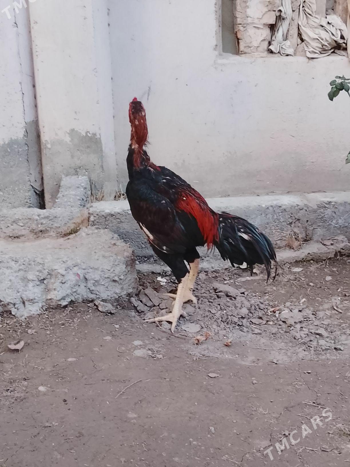 Horaz - Daşoguz - img 1