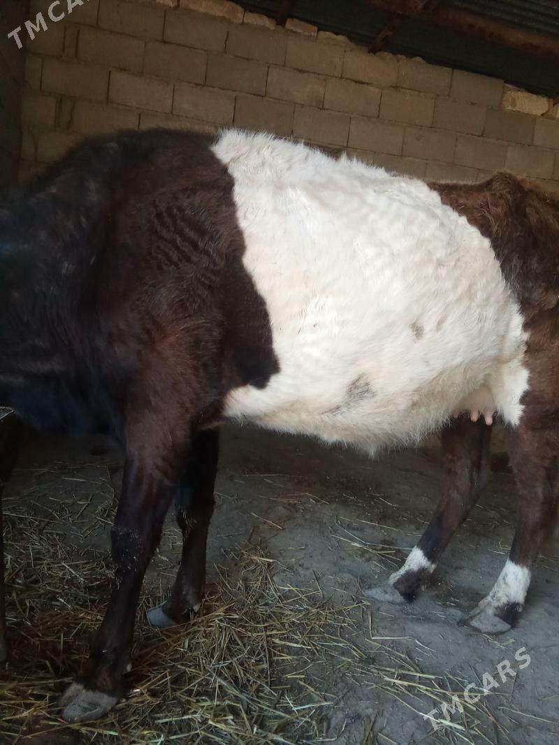 sygyr - Bereket - img 1