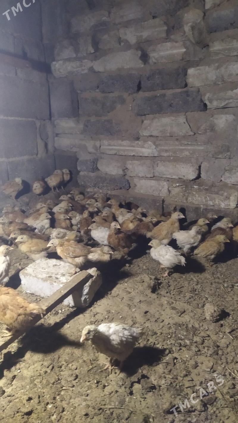 towuk jüje - Гызыларбат - img 1