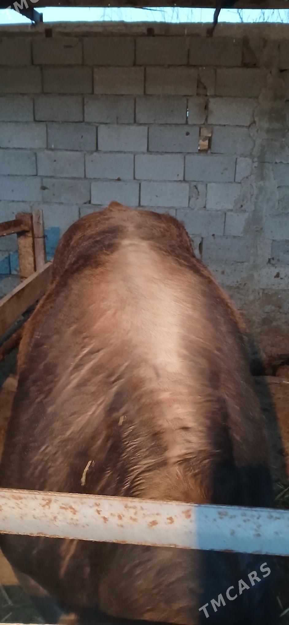 OKUZ - Aşgabat - img 1