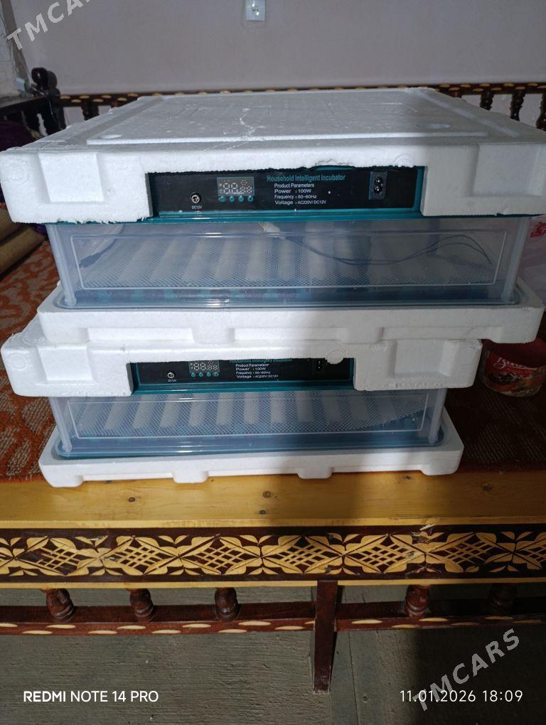 inkubator taze - Sakar - img 1
