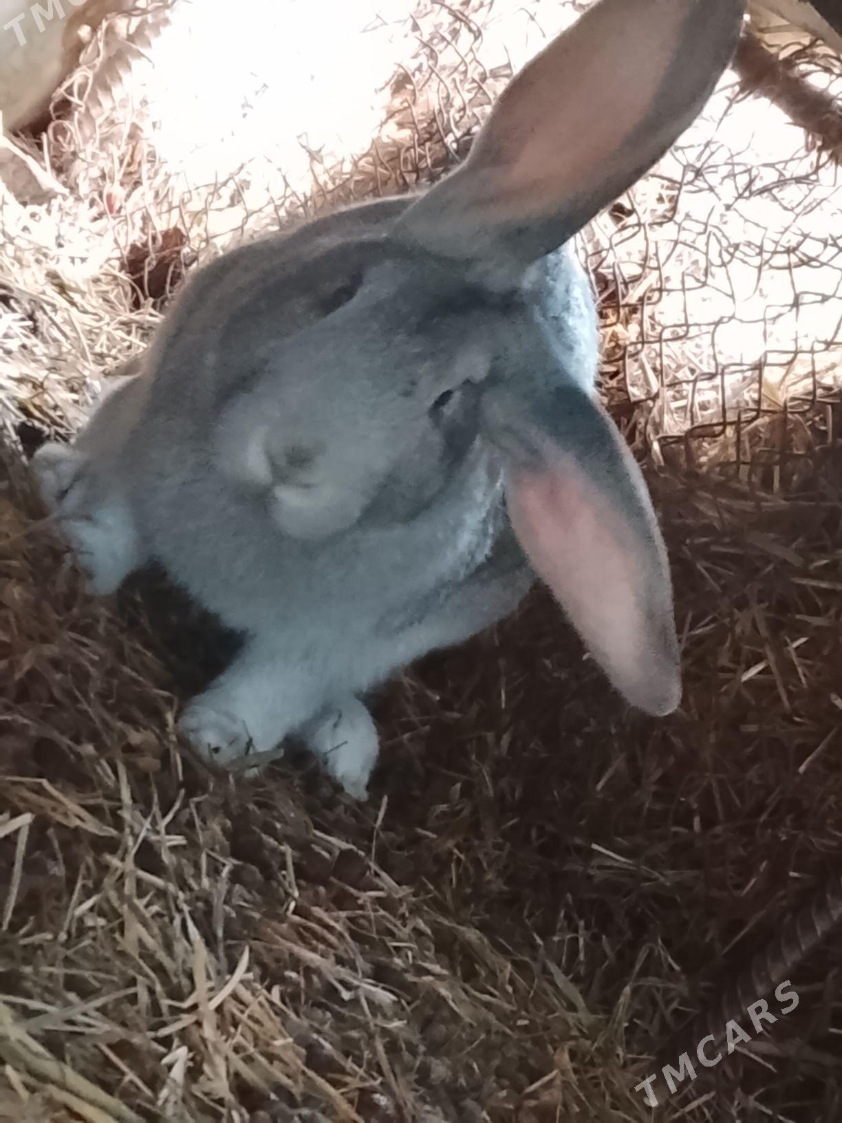 Welkan towsan - Туркменабат - img 1