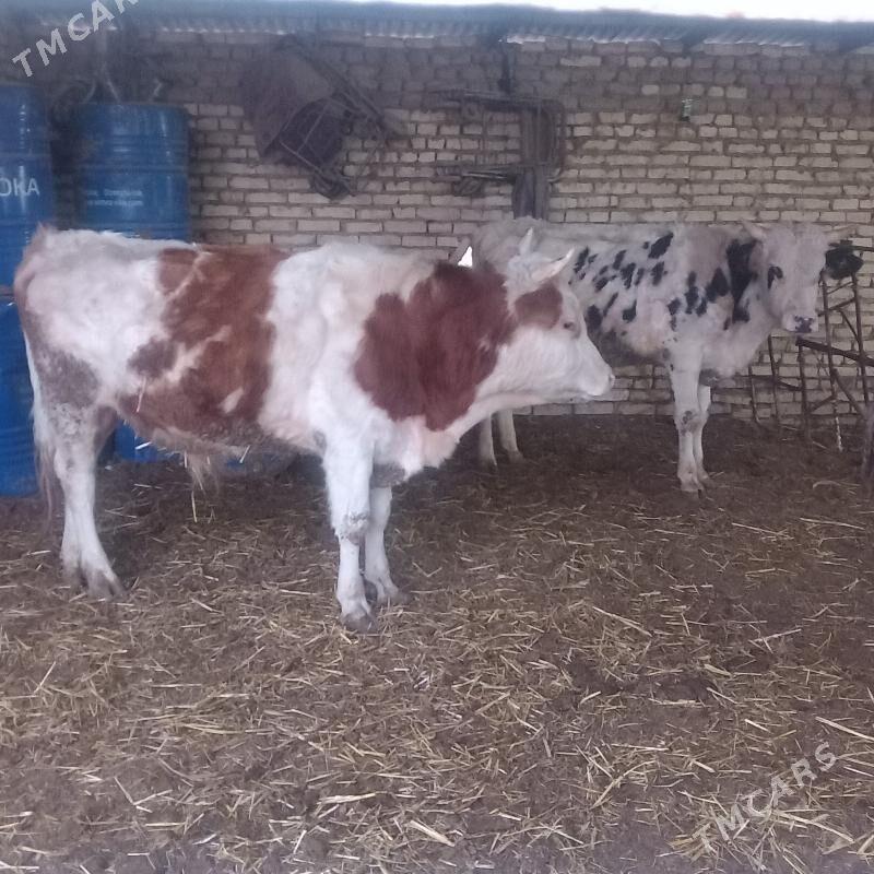 öküzler - Мары - img 1