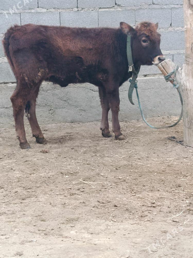 şwes tüwe - Бахарден - img 1