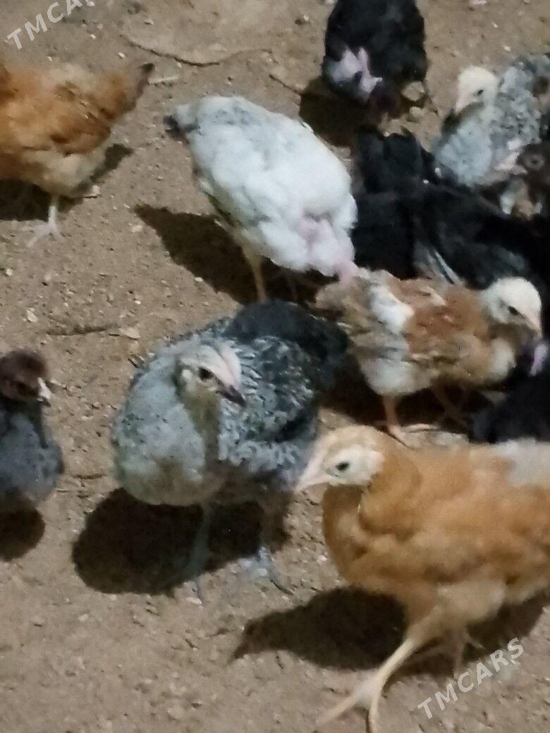 Жуже - Туркменабат - img 1