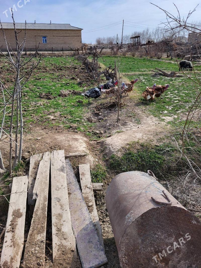 induk - Байрамали - img 1