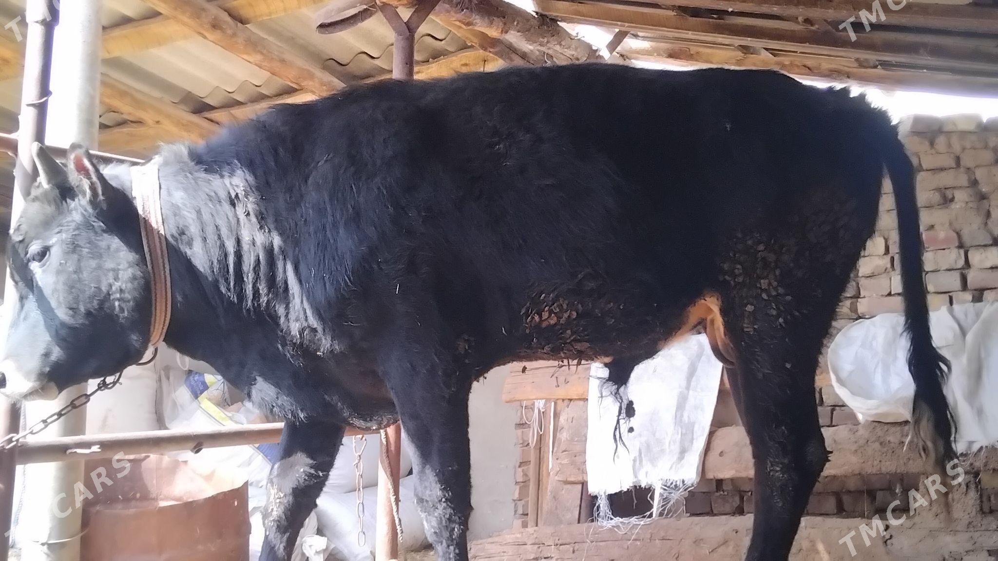 öküz - Бабадайхан - img 1