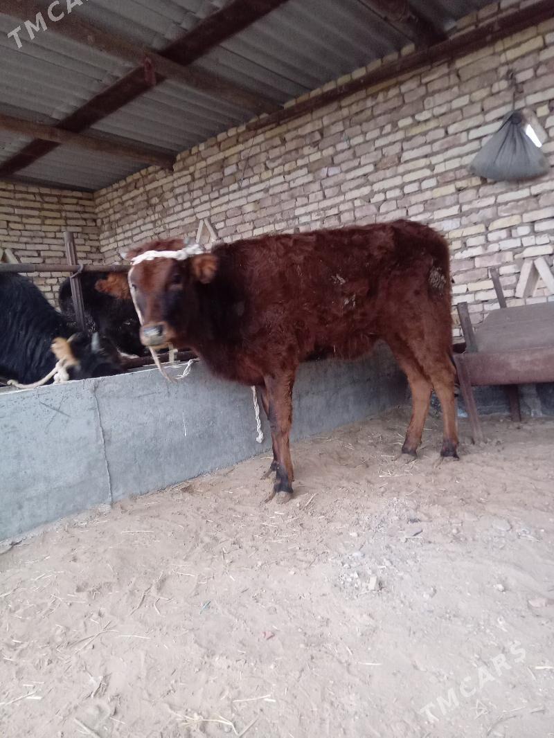 tüwe - Бабадайхан - img 1