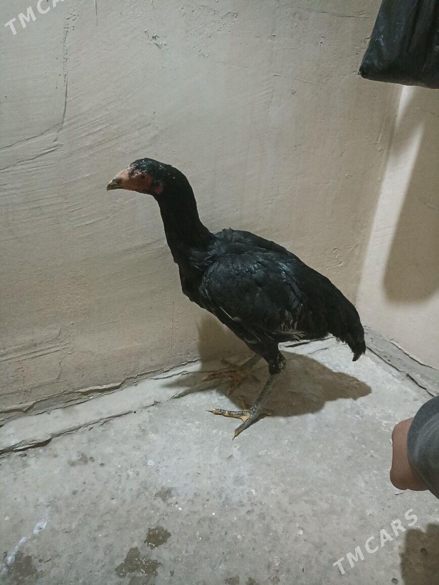 Maki - Sakar - img 1