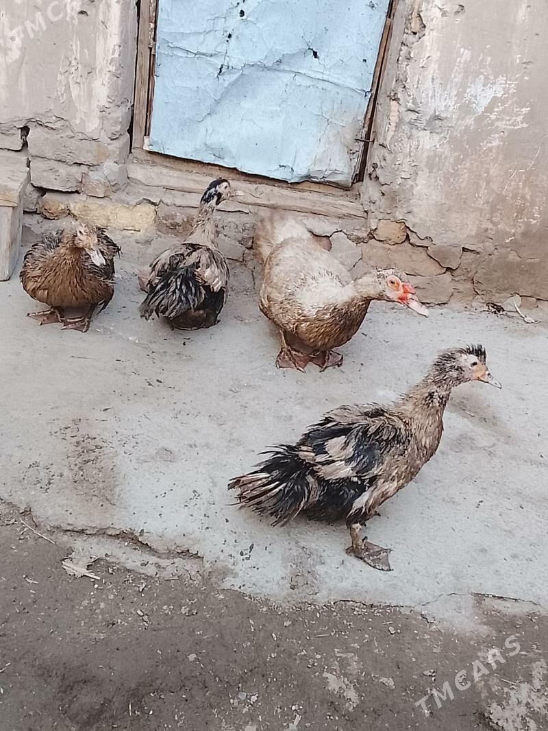 induşka - Daşoguz - img 1