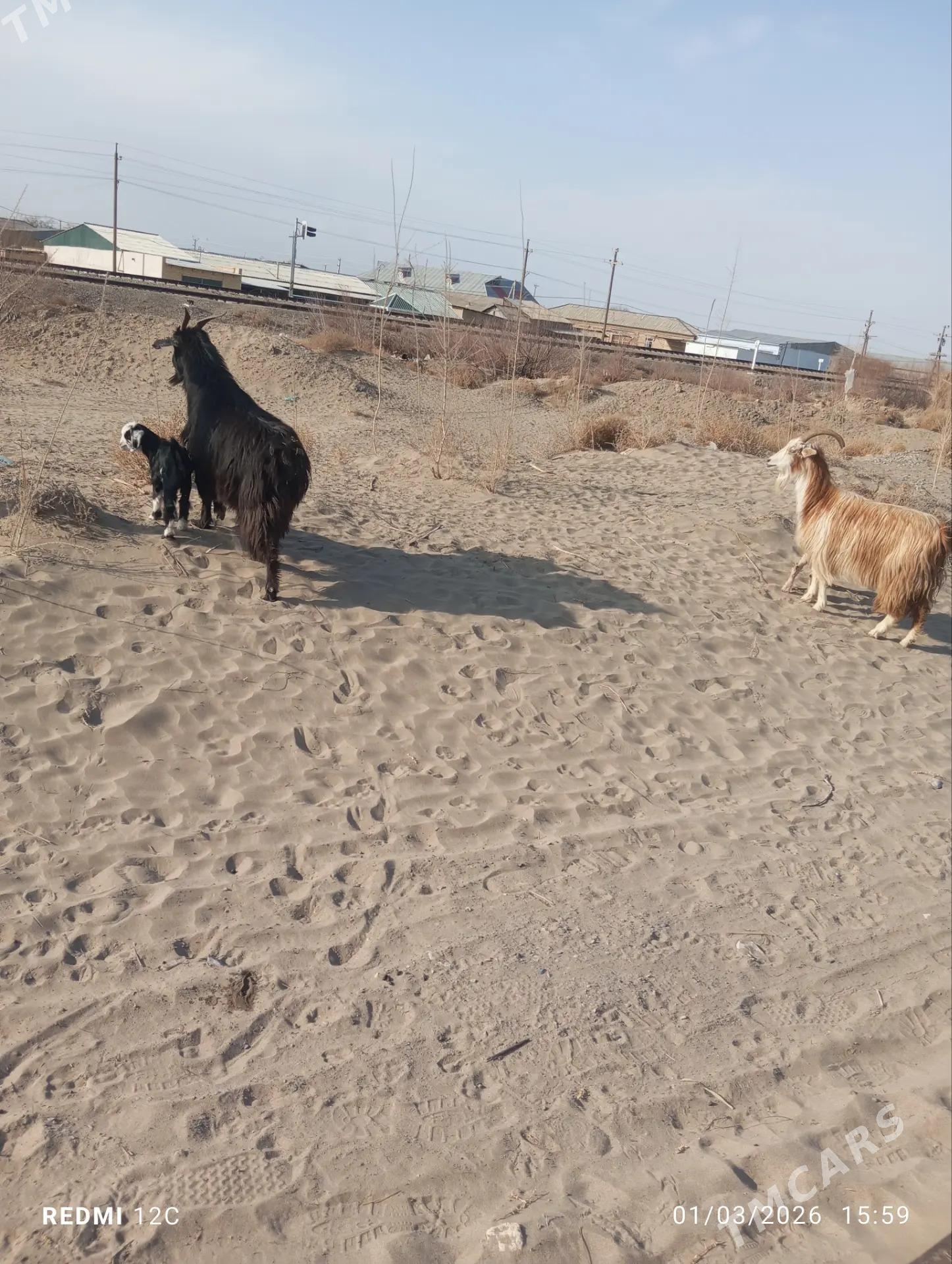 Owlakly geçiller - Фарап - img 1