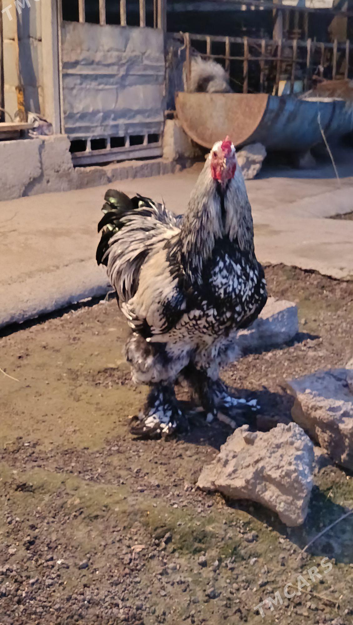 brama silver - Багир - img 1