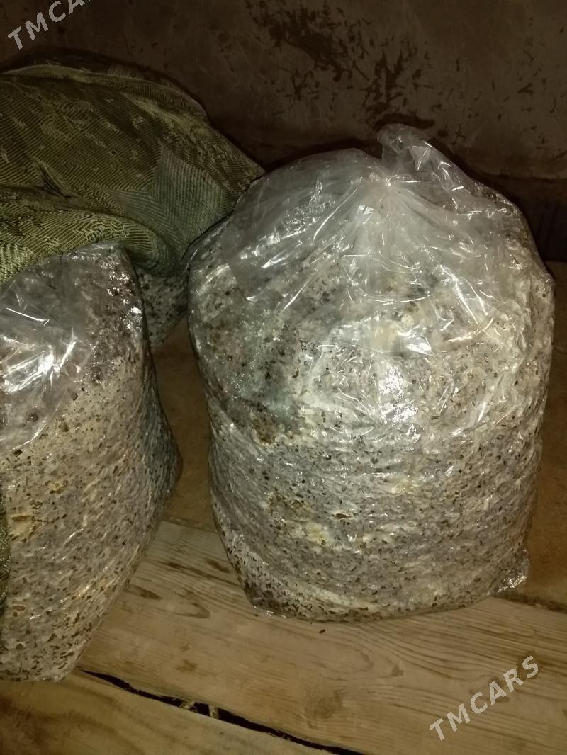 kőmelek - Aşgabat - img 1