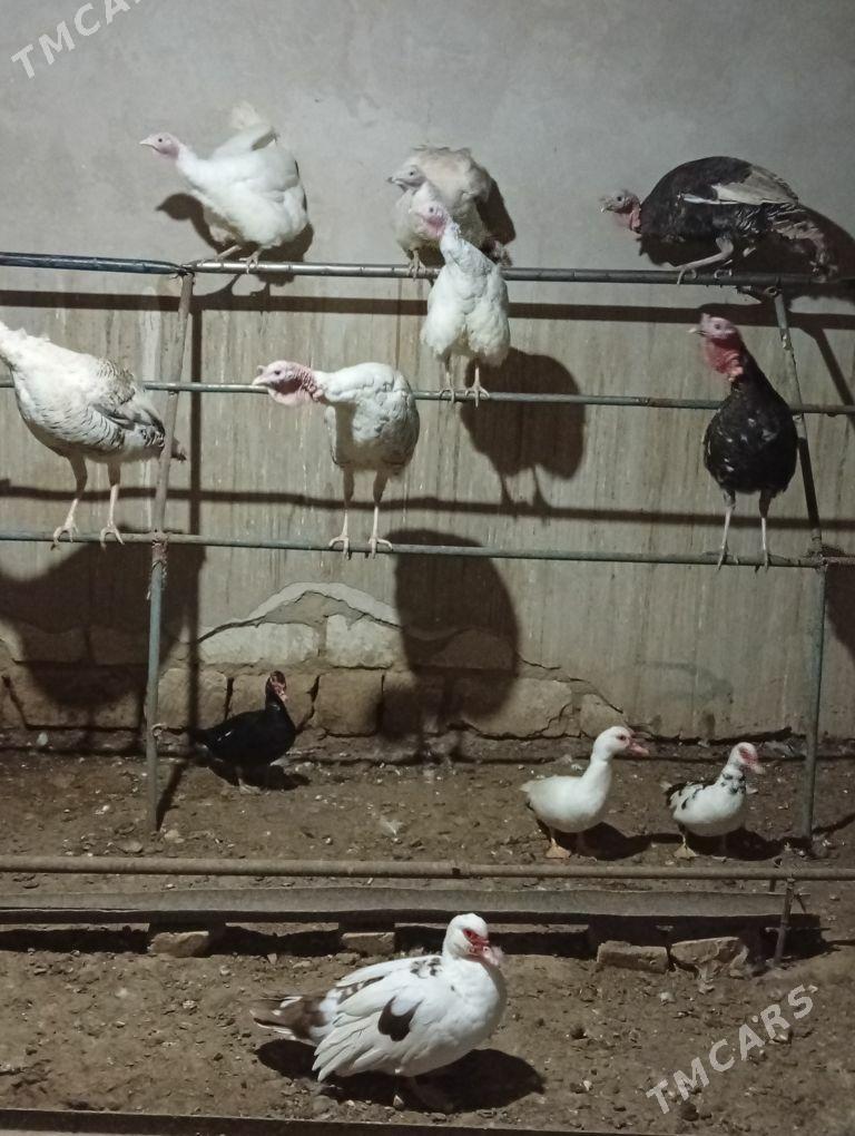 induklar - Гызыларбат - img 1