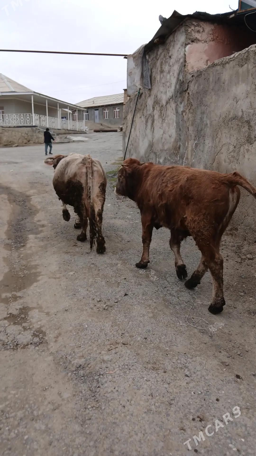 ökuz - Bäherden - img 1