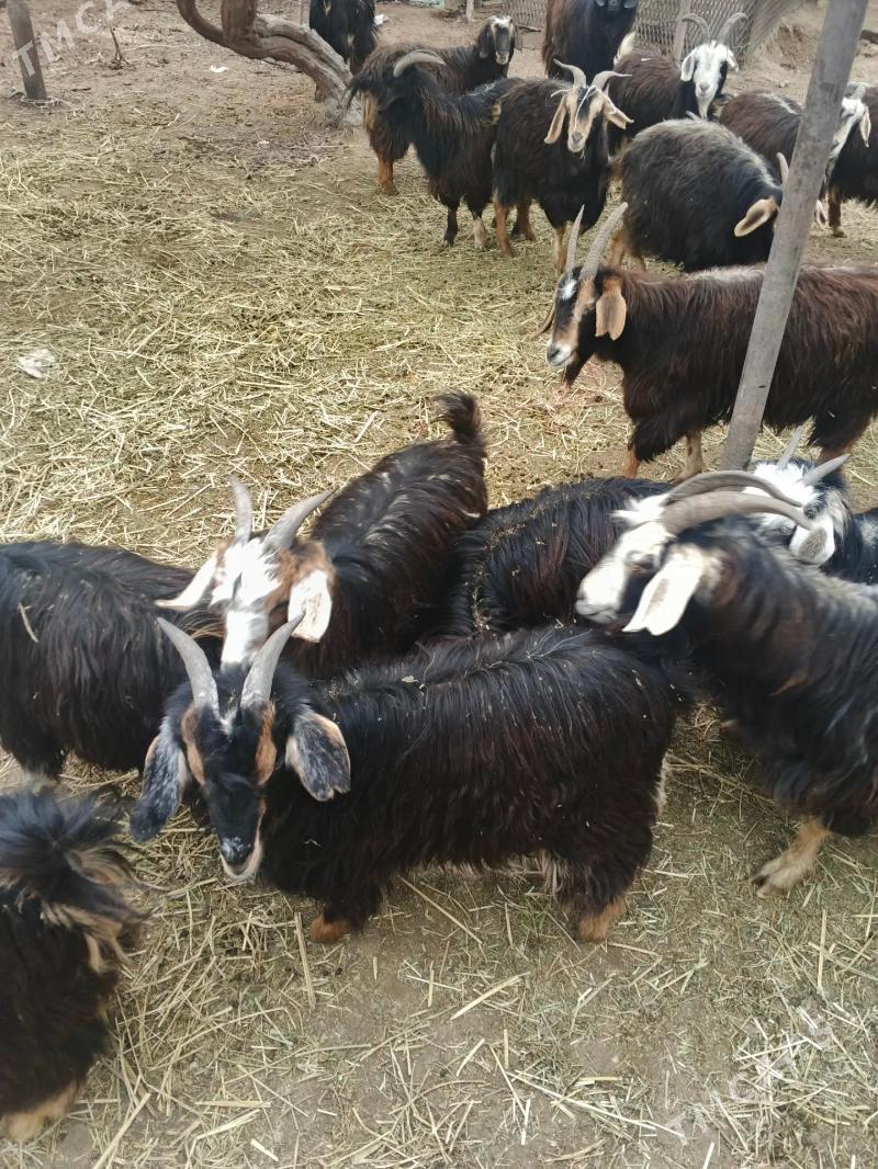 Geçiler - Джебел - img 1