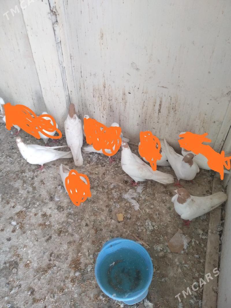 kepter - Туркменабат - img 1