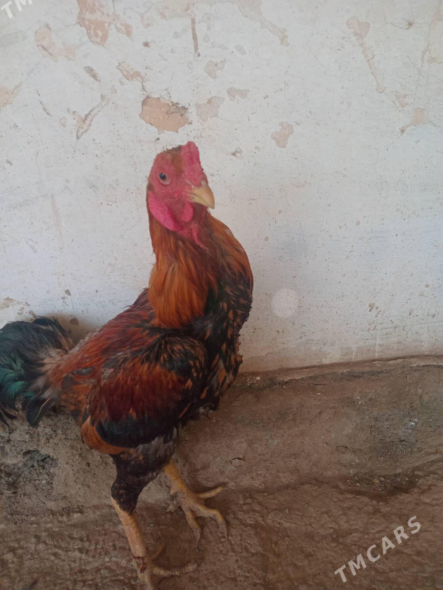 Boyes horaz - Boldumsaz - img 1