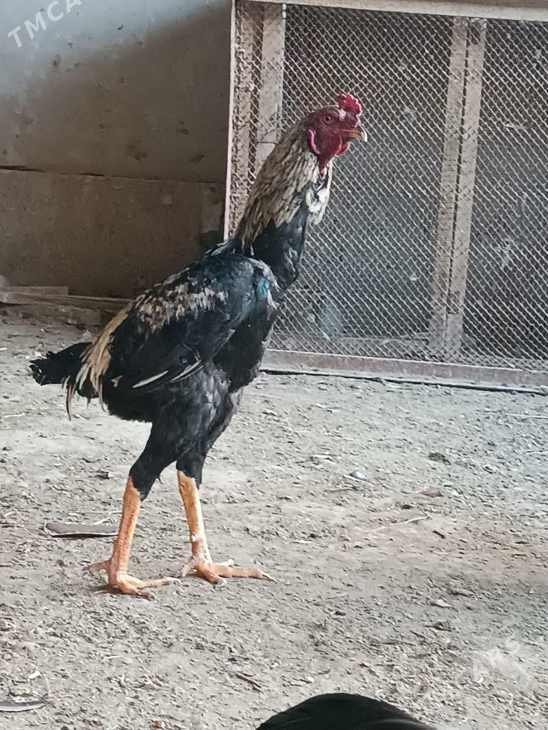 HORAZ - Дянев - img 1