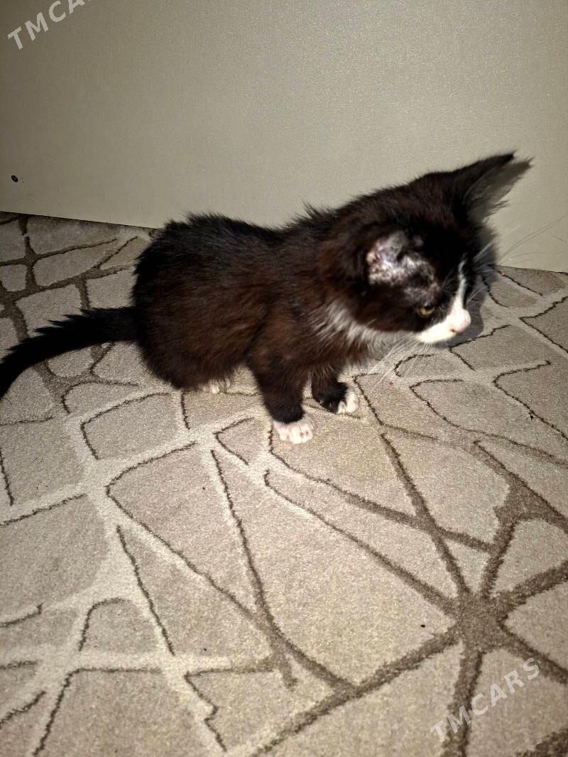 pişik - Daşoguz - img 1