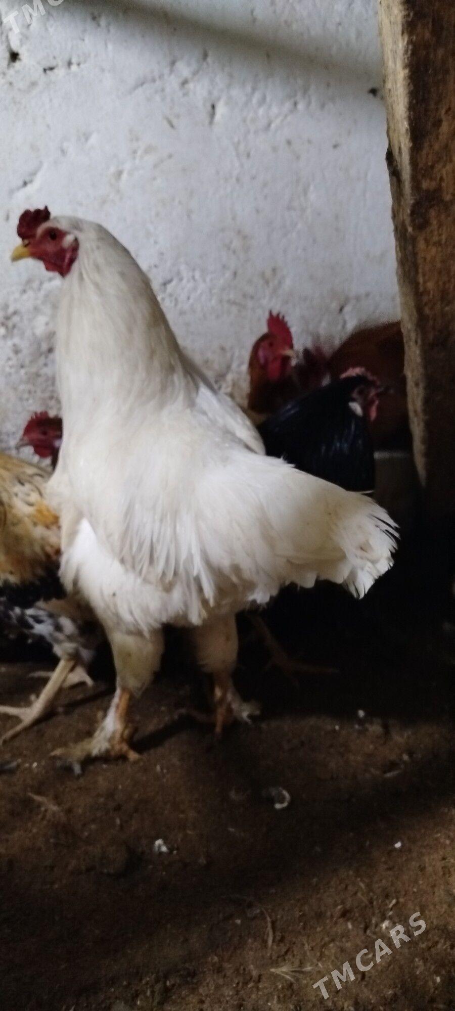 horazlar - Gyzylarbat - img 1