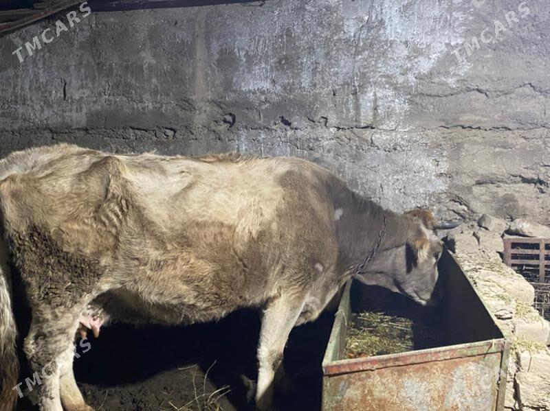 Bogaz sygyr - Gökje - img 1