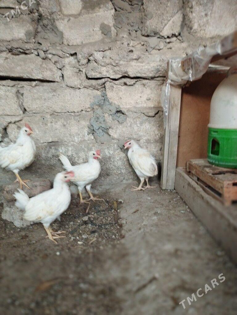 juje - Balkanabat - img 1