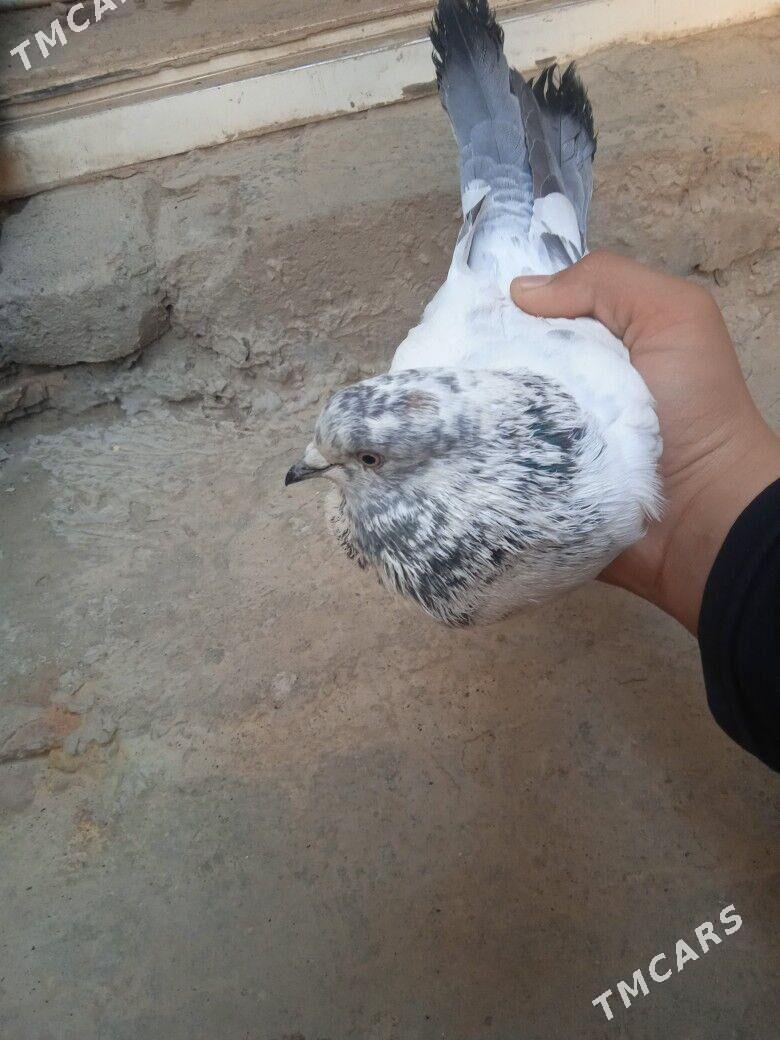 kepder - Туркменабат - img 1