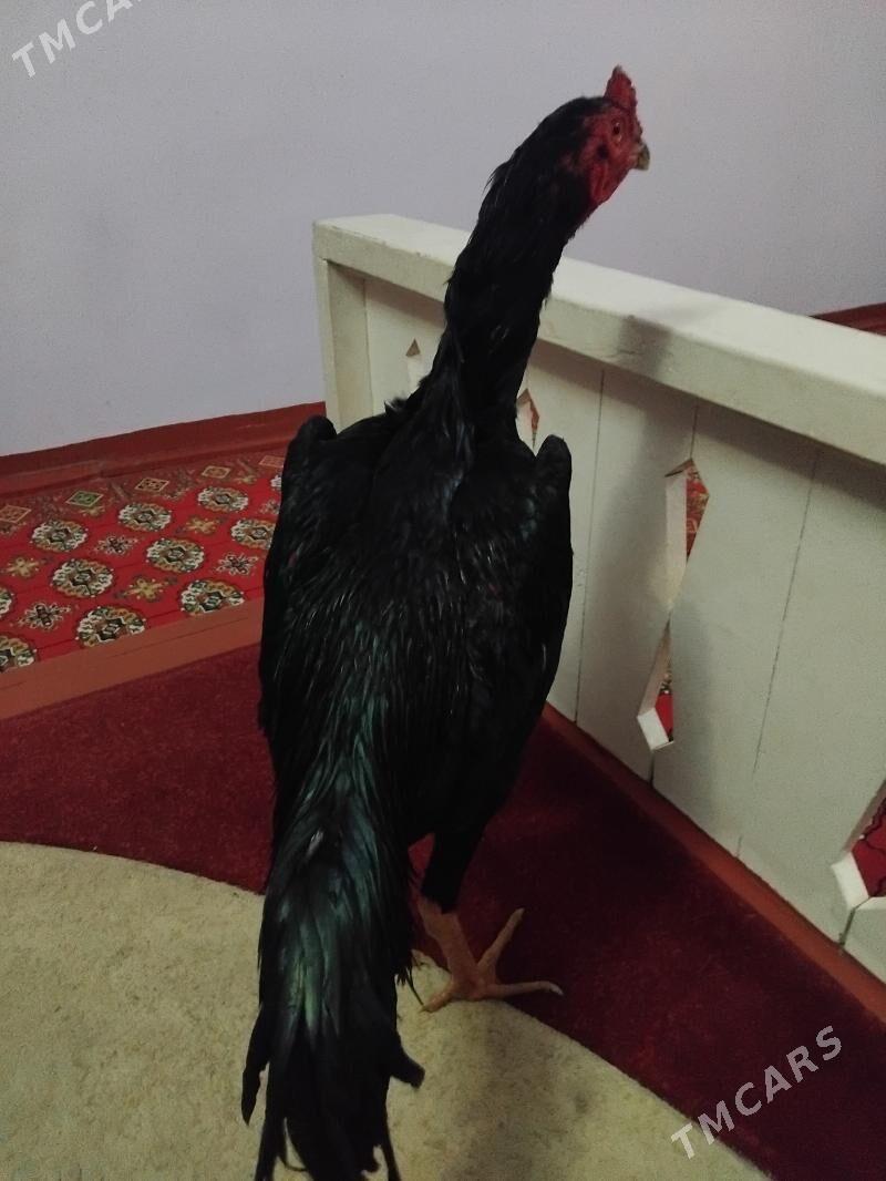 horaz - Дашогуз - img 1