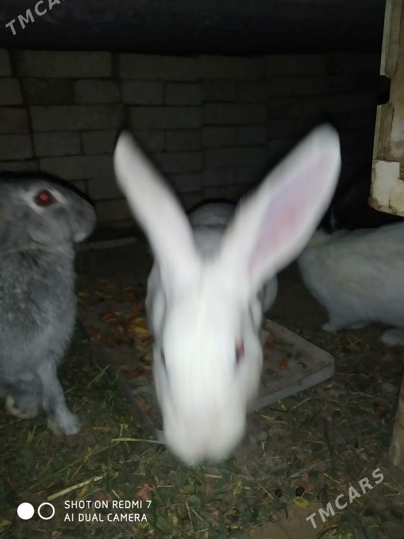 towsan - Мары - img 1