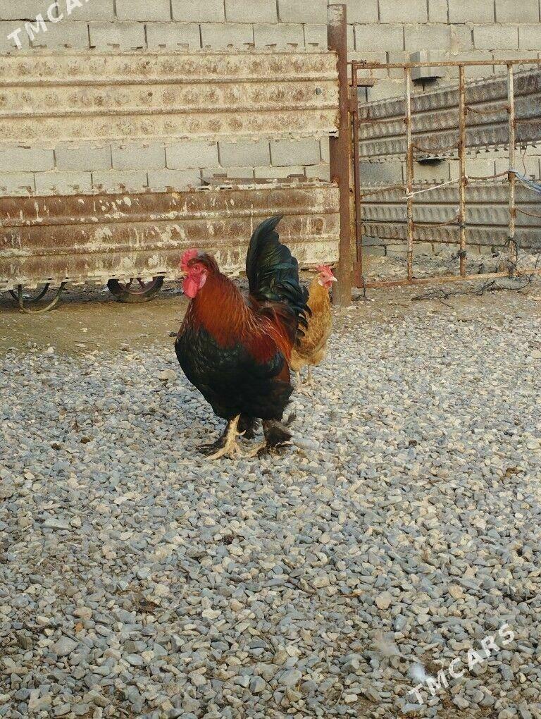 horaz - Гызыларбат - img 1