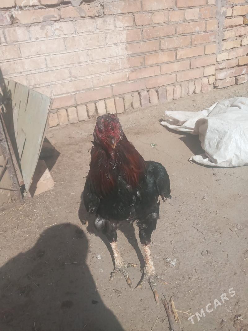 BAYSOW HORAZ - Чарджоу - img 1