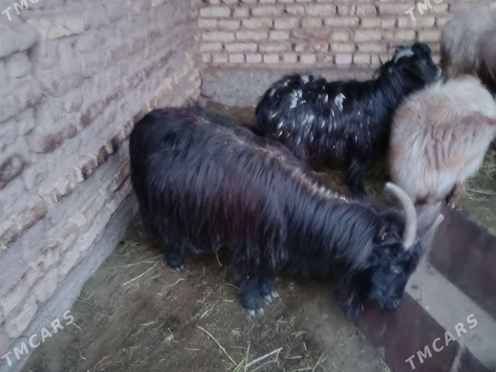 boğaz geçi işek gysyr goýun - Бабадайхан - img 1