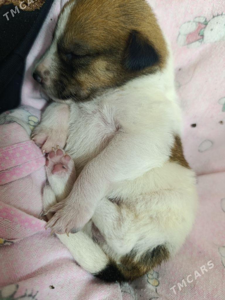 девочка - Ашхабад - img 1