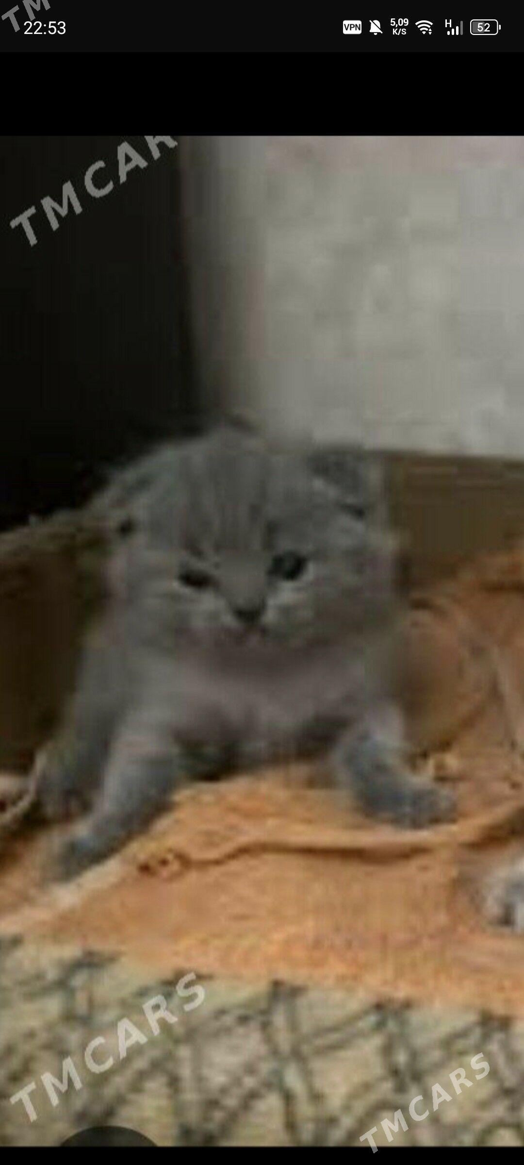 шотланский катята - Мары - img 1