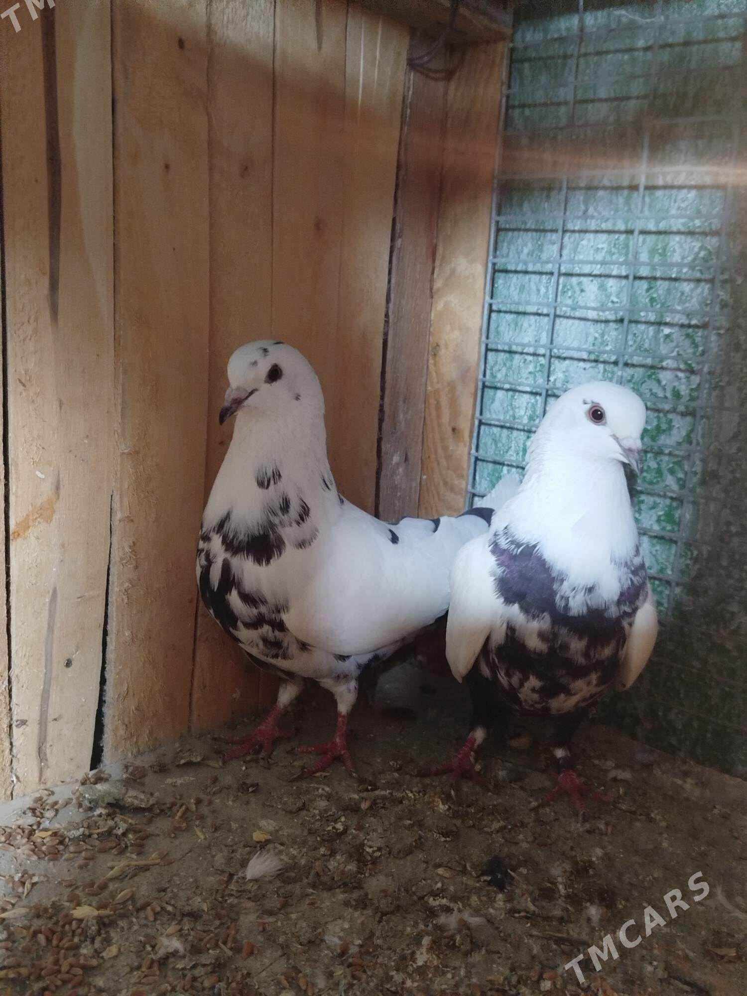 голуби - Чарджоу - img 1