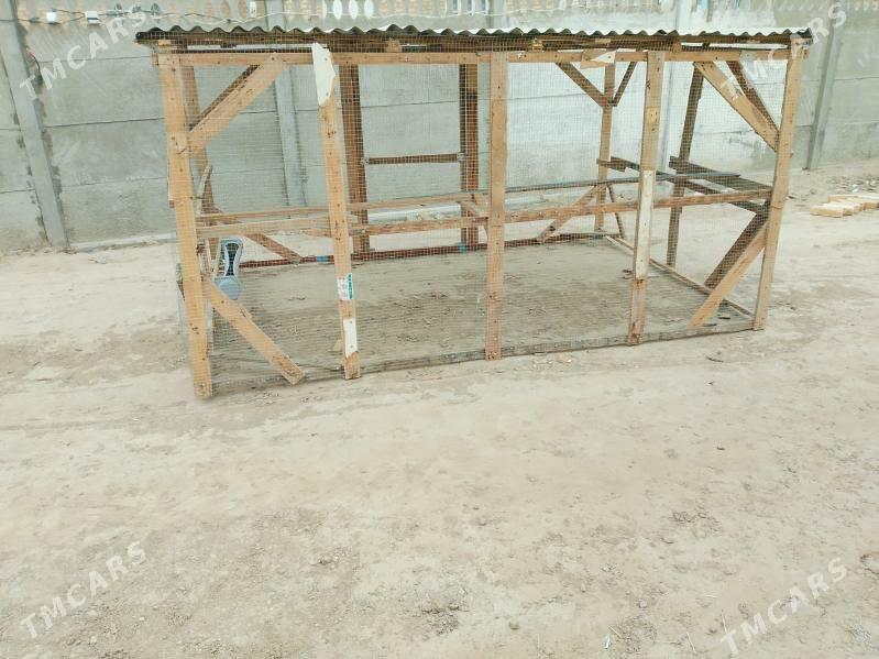 towyk ketek - Wekilbazar - img 1