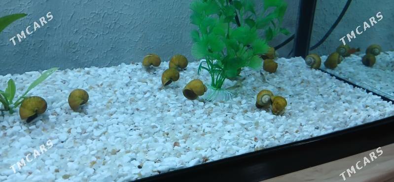 Улитка ампулярий - Туркменбаши - img 1