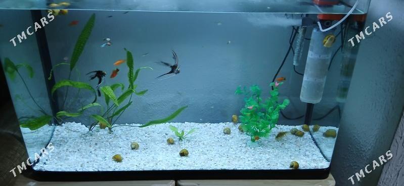 Улитка ампулярий - Туркменбаши - img 1