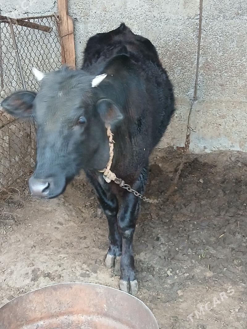 tuwe - Бузмеин - img 1