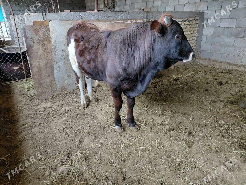 Öküz - Ак-Бугдайский этрап - img 1