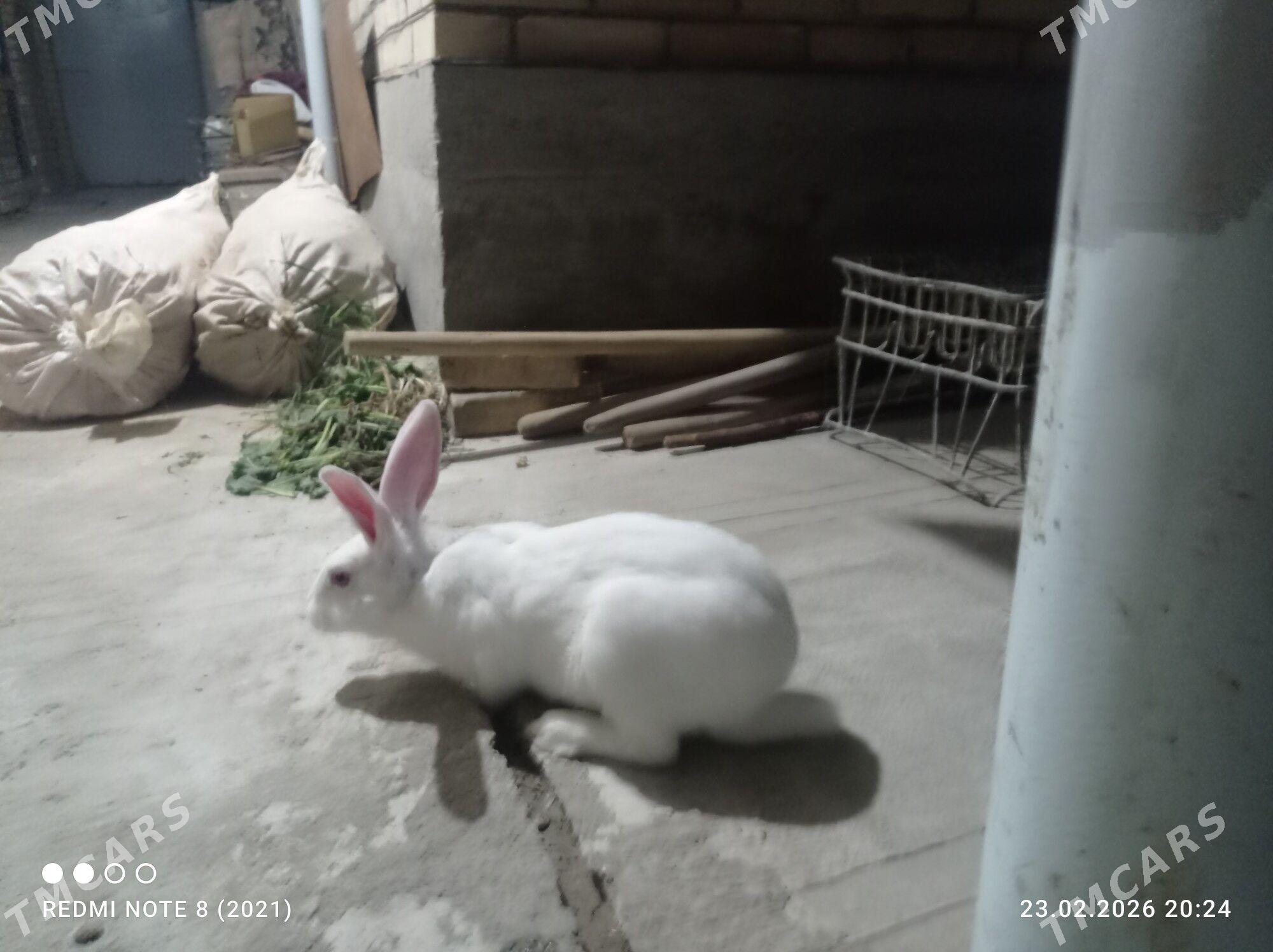 Welikan towşan erkek - Туркменабат - img 1