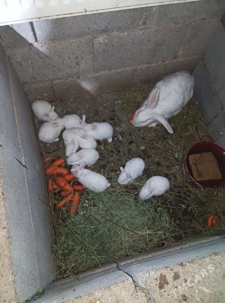 WELKAN TOWŞONLAR - Гёкдепе - img 1