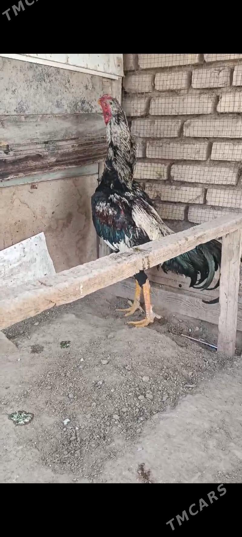 horaz - Мургап - img 1