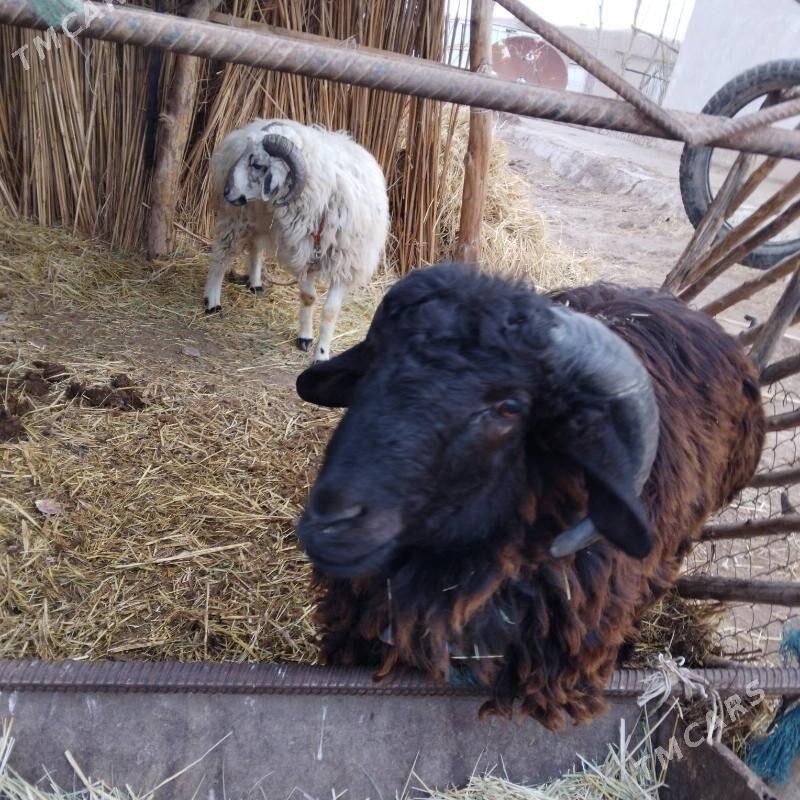 goc - Сейди - img 1