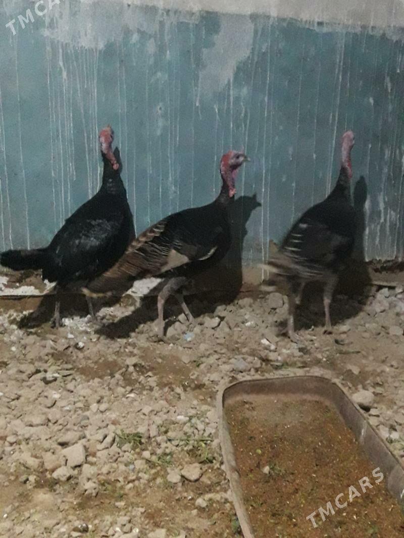 induk - Мары - img 1