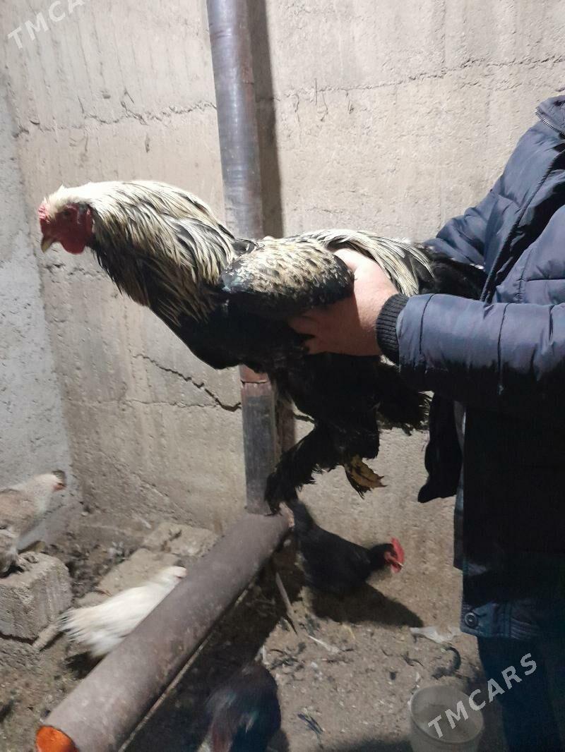 brama laset ataks - Бузмеин - img 1