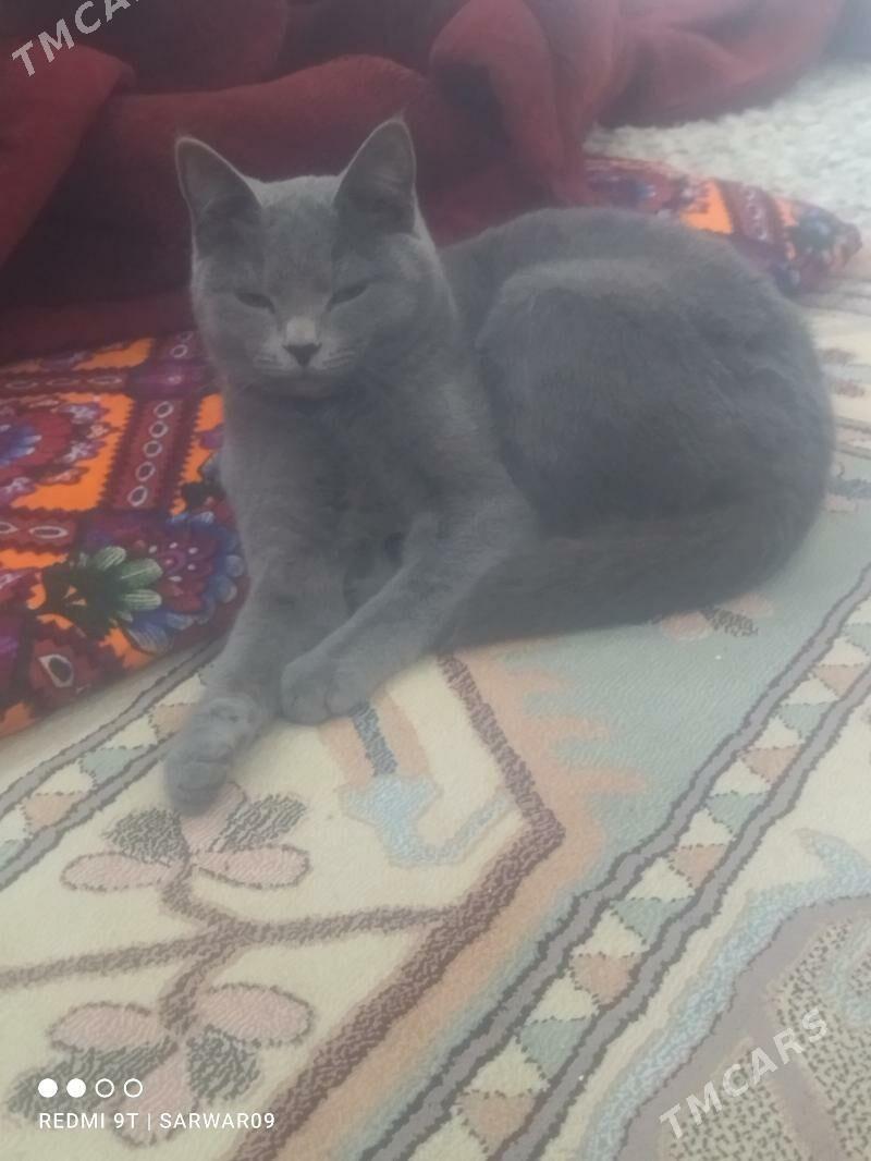 kesa - Дашогуз - img 1